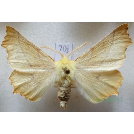 Ennomos alniaria (Linnaeus, 1758) male Latalec olszyniak Czech70j
